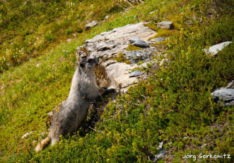 Das Hoary Marmot 