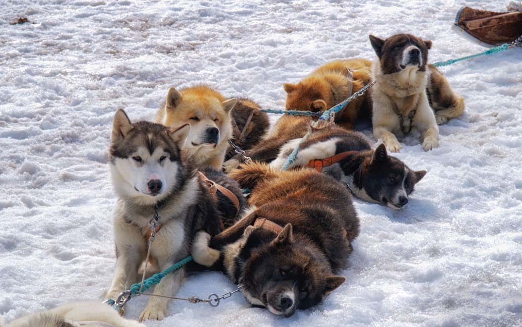 schlittenhunde tour island