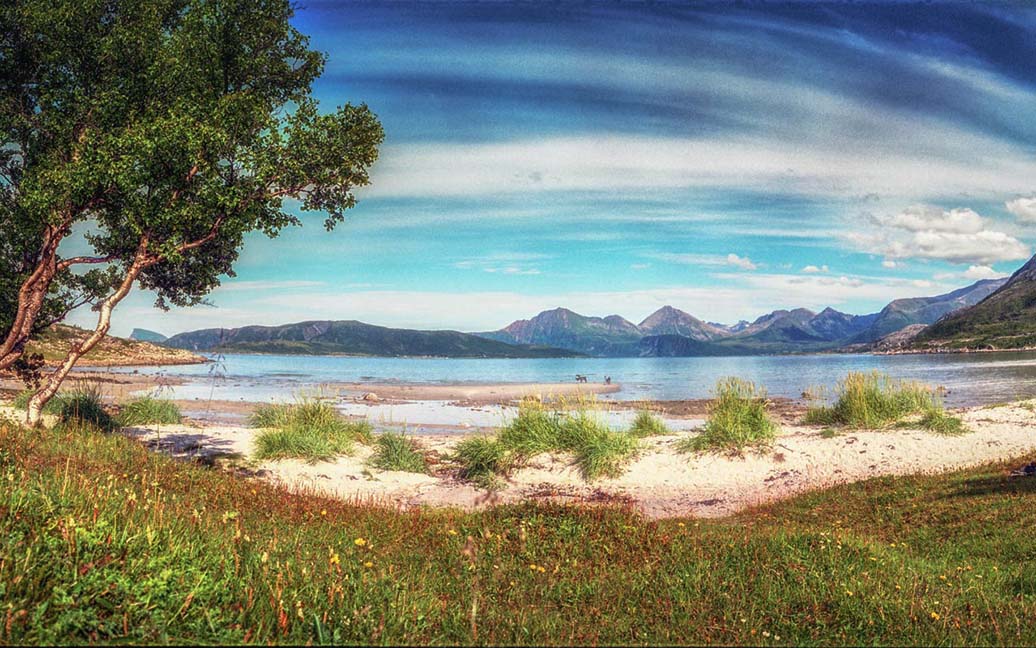 Rentiere am Strand von Sommarøy