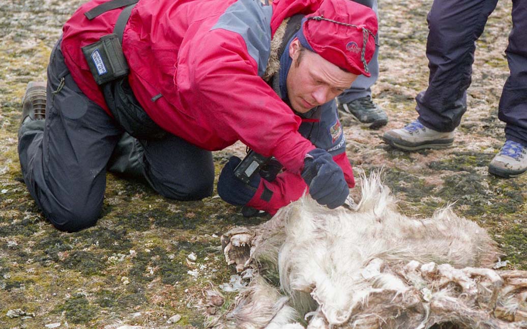 Jørn untersucht den toten Eisbär