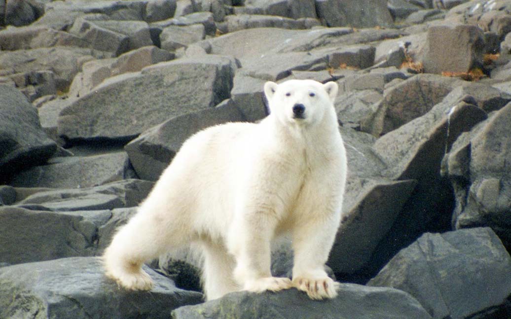 Ziegleroya - Nur 15 Meter von einem Eisbär entfernt