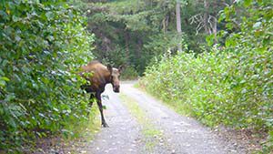 Elche in Seward - The Farm Inn