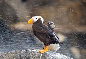 Papageientaucher im Sea Life Center