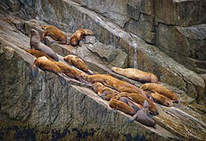 Kreuzfahrt im Kenai Fjord