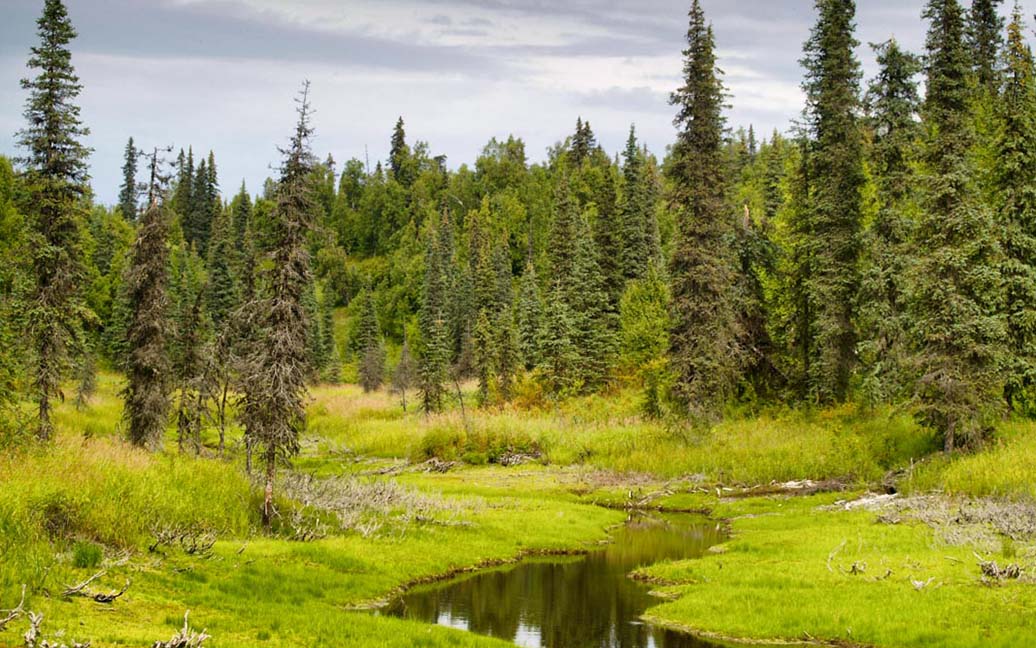 Trapper Creek, Peters Hills, die Goldgräbersiedlung – Besuch bei Wal*Mike’s