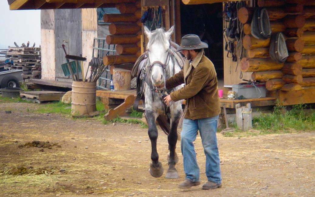 Ritt auf Westernpferden – Denali Saddle Safari