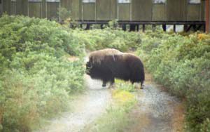 Moschusochsen vor dem Musk-Ox-Inn