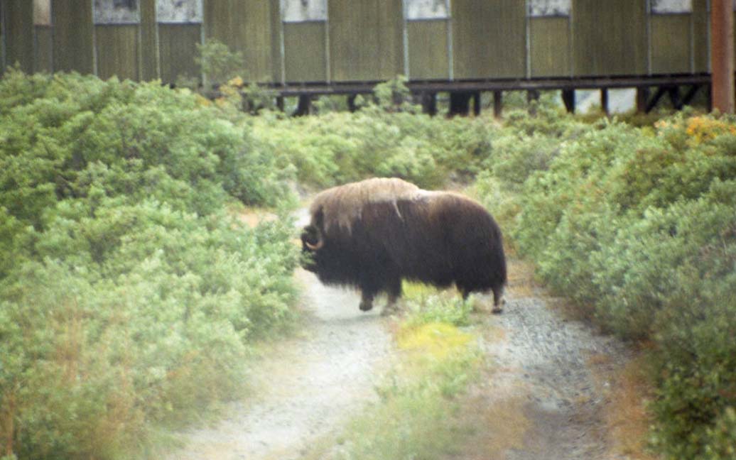 Moschusoche von dem alten Musk Ox Inn